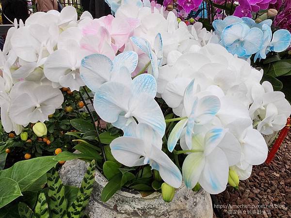 【台北士林】2024士林官邸春節花卉展:夢幻彩虹吸染花、20 【台北士林】2024士林官邸春節花卉展:夢幻彩虹吸染花、20