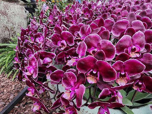 【台北士林】2024士林官邸春節花卉展:夢幻彩虹吸染花、20 【台北士林】2024士林官邸春節花卉展:夢幻彩虹吸染花、20