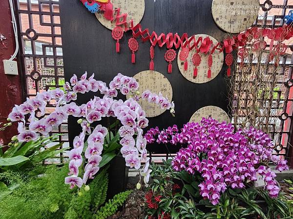【台北士林】2024士林官邸春節花卉展:夢幻彩虹吸染花、20 【台北士林】2024士林官邸春節花卉展:夢幻彩虹吸染花、20