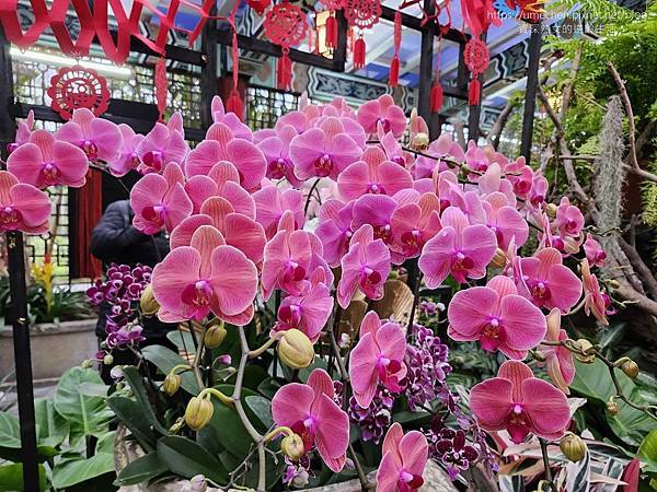 【台北士林】2024士林官邸春節花卉展:夢幻彩虹吸染花、20 【台北士林】2024士林官邸春節花卉展:夢幻彩虹吸染花、20