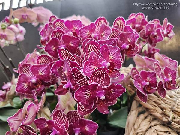 【台北士林】2024士林官邸春節花卉展:夢幻彩虹吸染花、20 【台北士林】2024士林官邸春節花卉展:夢幻彩虹吸染花、20