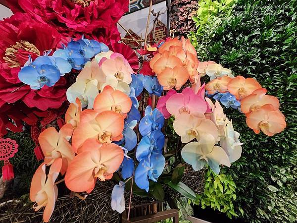 【台北士林】2024士林官邸春節花卉展:夢幻彩虹吸染花、20 【台北士林】2024士林官邸春節花卉展:夢幻彩虹吸染花、20