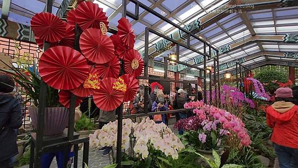 【台北士林】2024士林官邸春節花卉展:夢幻彩虹吸染花、20 【台北士林】2024士林官邸春節花卉展:夢幻彩虹吸染花、20