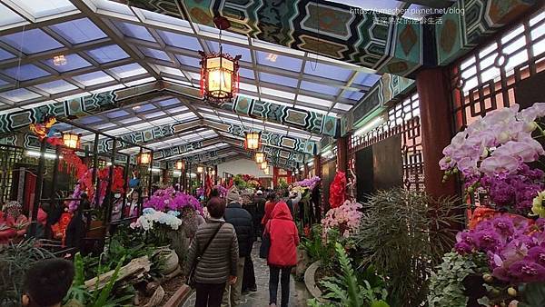 【台北士林】2024士林官邸春節花卉展:夢幻彩虹吸染花、20 【台北士林】2024士林官邸春節花卉展:夢幻彩虹吸染花、20