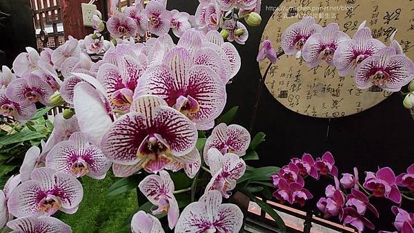 【台北士林】2024士林官邸春節花卉展:夢幻彩虹吸染花、20 【台北士林】2024士林官邸春節花卉展:夢幻彩虹吸染花、20