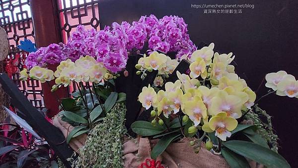 【台北士林】2024士林官邸春節花卉展:夢幻彩虹吸染花、20 【台北士林】2024士林官邸春節花卉展:夢幻彩虹吸染花、20