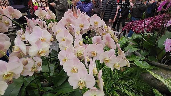 【台北士林】2024士林官邸春節花卉展:夢幻彩虹吸染花、20 【台北士林】2024士林官邸春節花卉展:夢幻彩虹吸染花、20