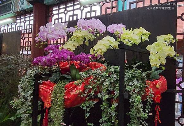 【台北士林】2024士林官邸春節花卉展:夢幻彩虹吸染花、20 【台北士林】2024士林官邸春節花卉展:夢幻彩虹吸染花、20