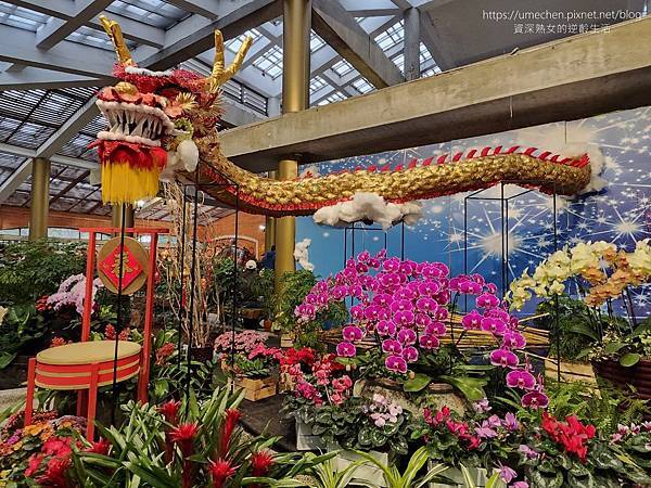【台北士林】2024士林官邸春節花卉展:夢幻彩虹吸染花、20 【台北士林】2024士林官邸春節花卉展:夢幻彩虹吸染花、20