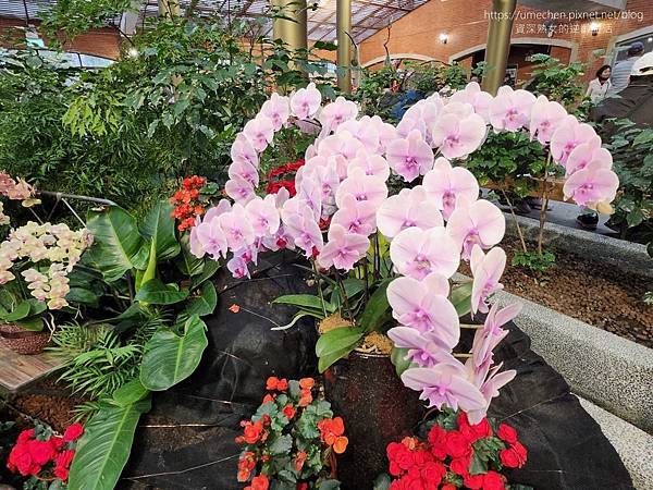 【台北士林】2024士林官邸春節花卉展:夢幻彩虹吸染花、20 【台北士林】2024士林官邸春節花卉展:夢幻彩虹吸染花、20