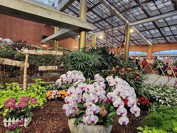 【台北士林】2024士林官邸春節花卉展:夢幻彩虹吸染花、20 【台北士林】2024士林官邸春節花卉展:夢幻彩虹吸染花、20