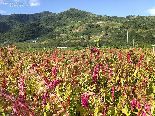 【台東旅遊】太麻里鄉：一日、二日遊，景點、住宿懒人包｜循台9