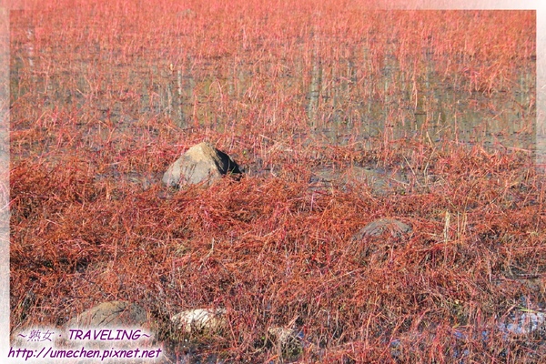 桑堆鄉-紅草地(11)近拍紅草倩影.jpg