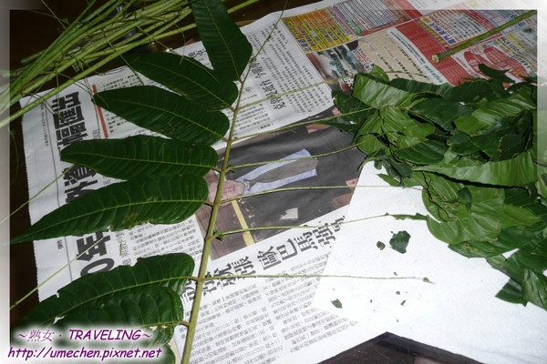 做香樁醬-3-3-葉肉分離,留下葉脈.jpg