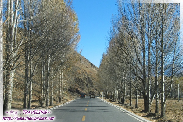 前往稻城-白楊行道樹2.jpg
