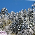 磨榆公路-山坡樹林雪景(2).jpg