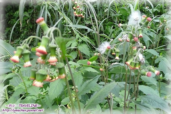 熟女村姑愛野味 路邊野菜偏要採 山峝蒿 資深熟女的逆齡生活 痞客邦