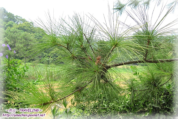 寶山迴龍步道-五葉松.jpg