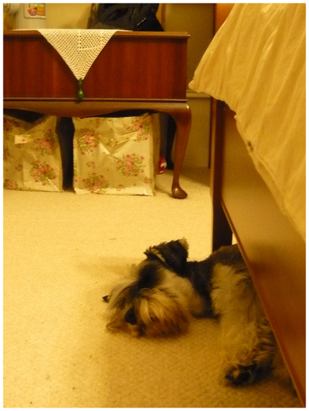 Ruby 2010_01 sleep under the bed.jpg