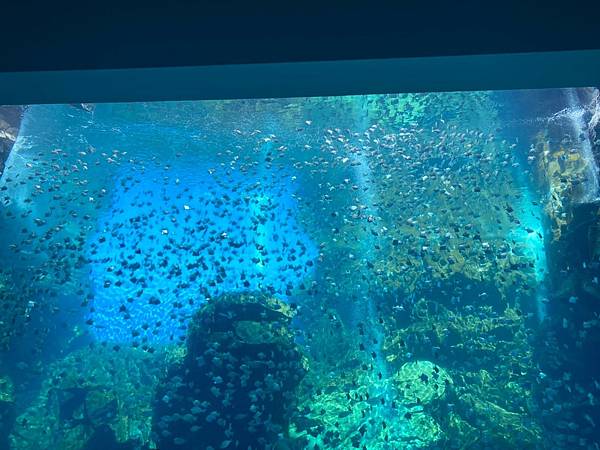 2021-02-21水族館_210303.jpg 2021-02-21水族館_210303.jpg
