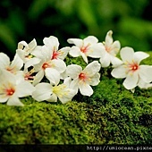 元辰宮 轉好運 絲雨老師 元辰宮 轉好運 絲雨老師