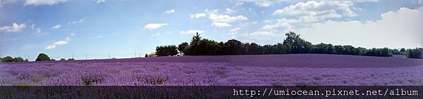 絲雨老師薰衣草田 絲雨老師薰衣草田