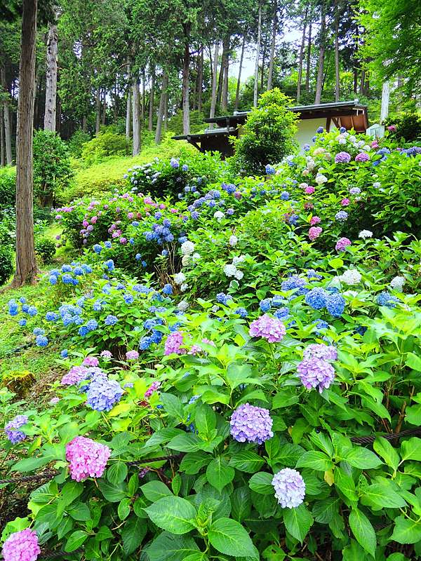 京都 繡球花 紫陽花 名所 大原三千院 三室戶寺 京都牙床物語 痞客邦