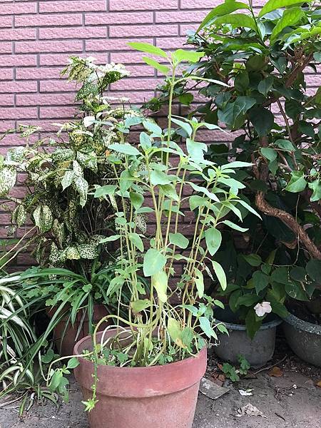 166799899_475403220167803_8662034099355614494_n