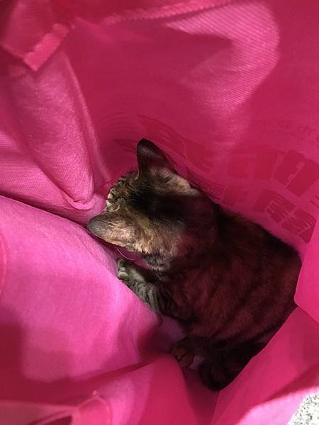 [問卦] 為什麼要發防疫關懷包？