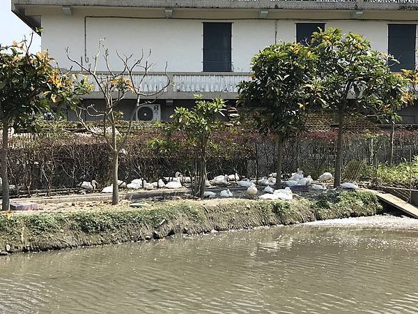 [宜蘭旅遊景點] 甲鳥園-近礁溪市區親子生態養鴨農場，親手餵