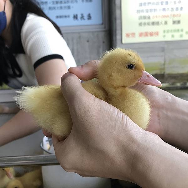 [宜蘭旅遊景點] 甲鳥園-近礁溪市區親子生態養鴨農場，親手餵