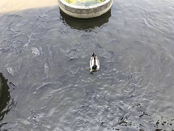 [宜蘭旅遊景點] 甲鳥園-近礁溪市區親子生態養鴨農場，親手餵