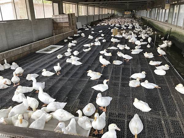 [宜蘭旅遊景點] 甲鳥園-近礁溪市區親子生態養鴨農場，親手餵