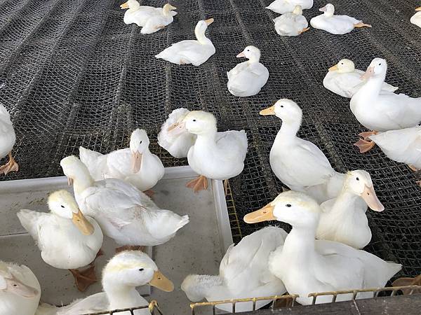 [宜蘭旅遊景點] 甲鳥園-近礁溪市區親子生態養鴨農場，親手餵