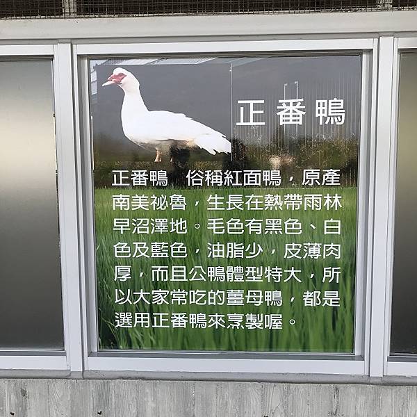 [宜蘭旅遊景點] 甲鳥園-近礁溪市區親子生態養鴨農場，親手餵