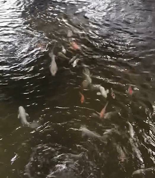 [新竹美食] 長興釣蝦場特級麻辣臭豆腐-被釣蝦場耽誤的麻辣臭