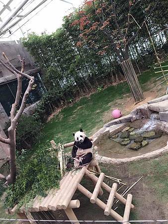 熊猫01.jpg