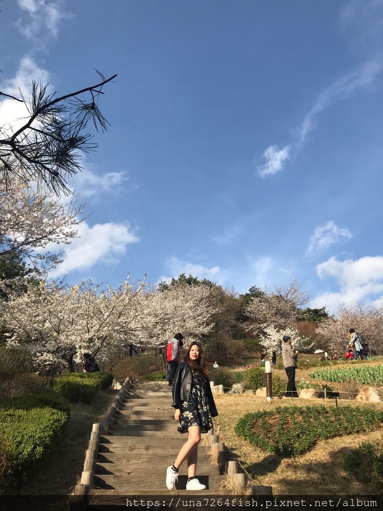 cherry blossom2018 598.JPG
