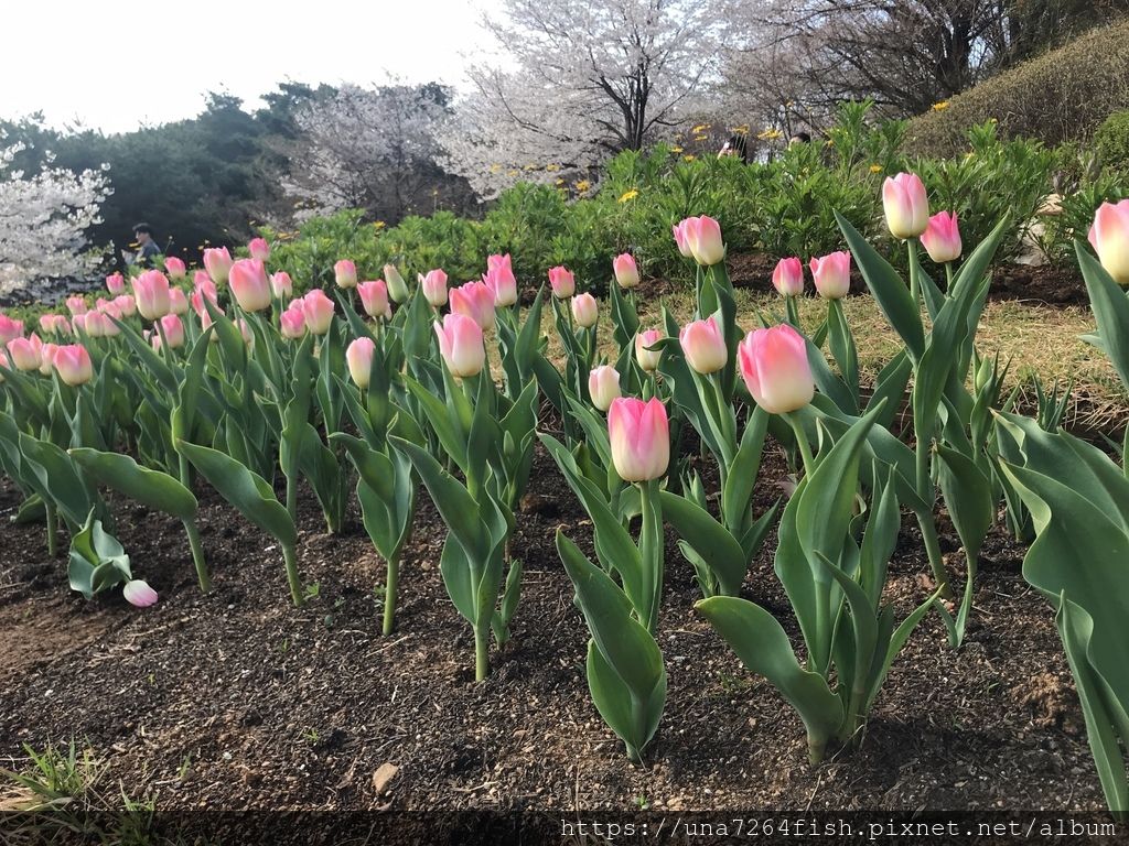 cherry blossom2018 568.JPG