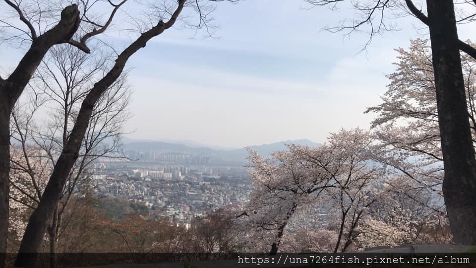 ★春天來韓國不賞櫻一定會後悔的★☆首爾市N首爾塔櫻花篇