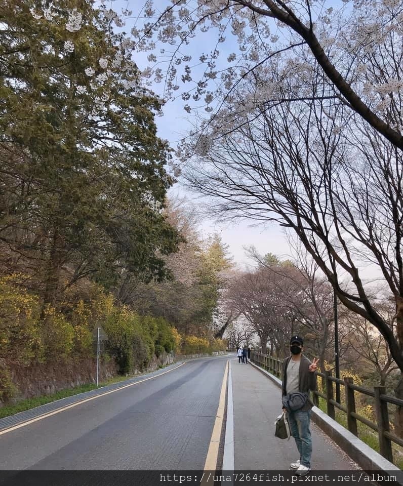 ★春天來韓國不賞櫻一定會後悔的★☆首爾市N首爾塔櫻花篇