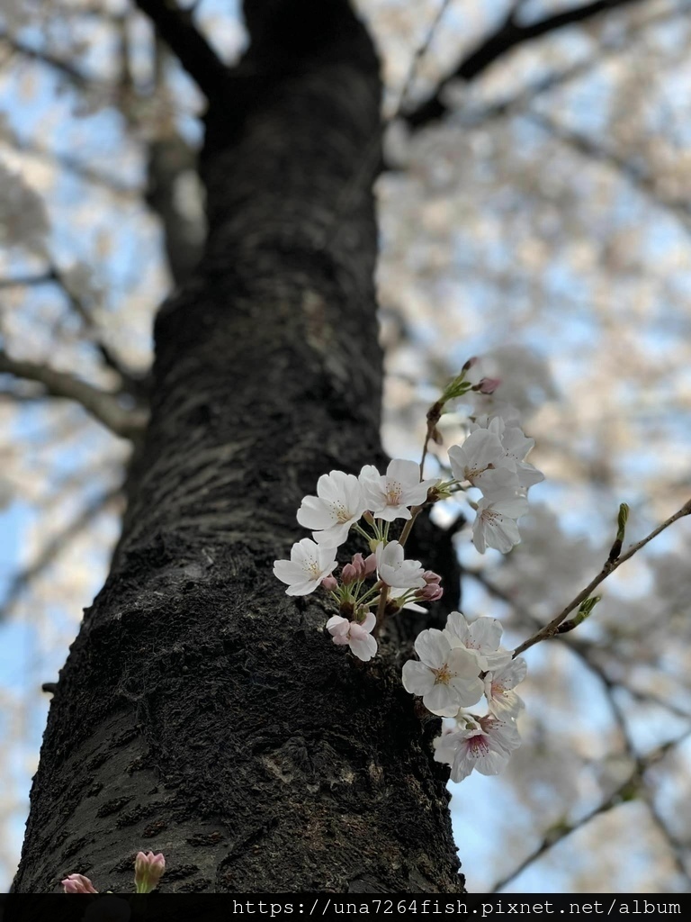 ★春天來韓國賞你一個首爾新賞櫻景點☆怎麼拍都好看的望遠市場附