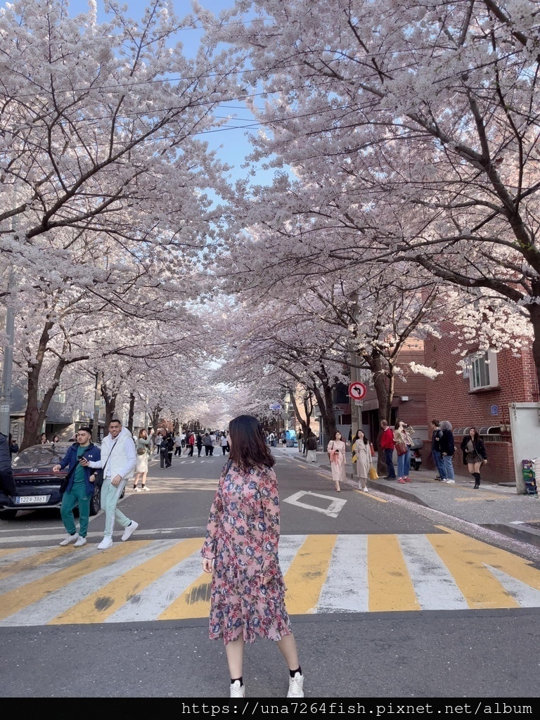★春天來韓國賞你一個首爾新賞櫻景點☆怎麼拍都好看的望遠市場附