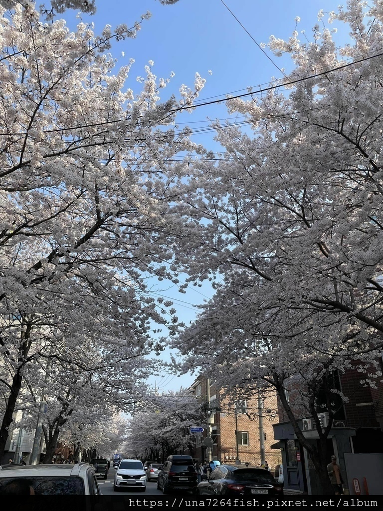 ★春天來韓國賞你一個首爾新賞櫻景點☆怎麼拍都好看的望遠市場附