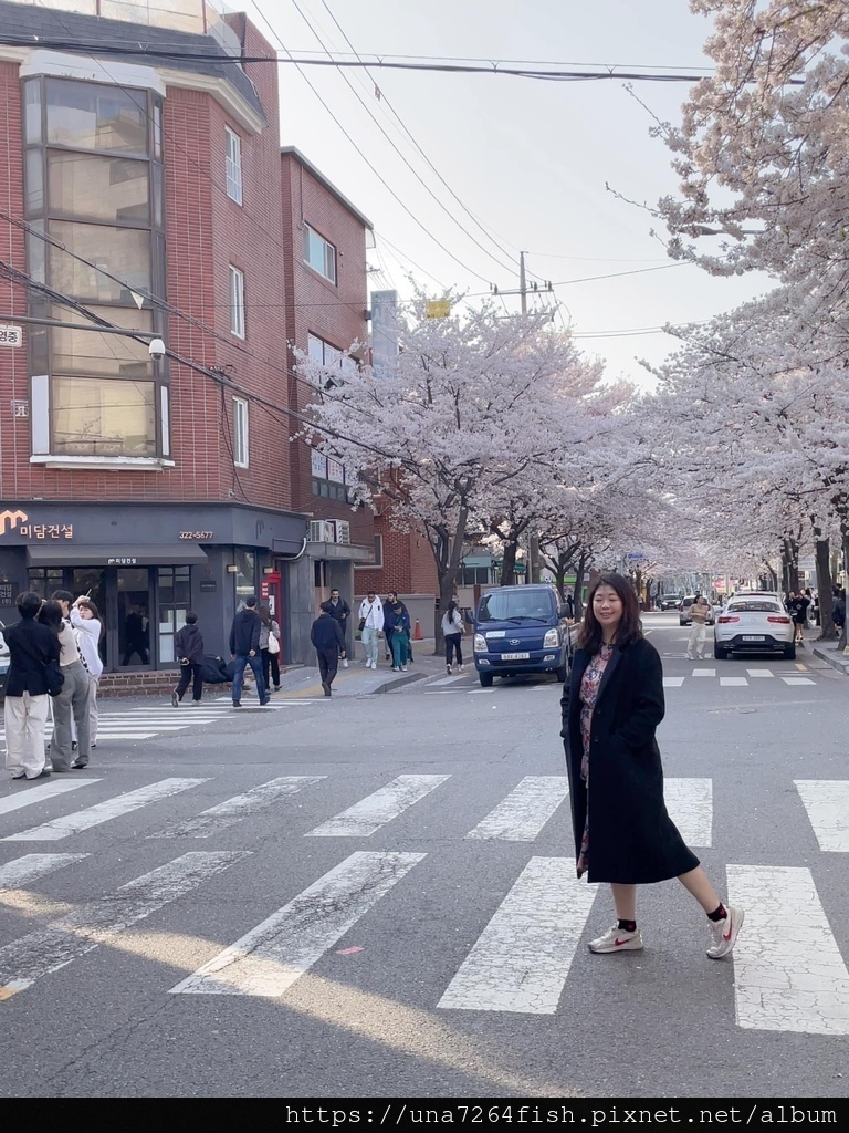 ★春天來韓國賞你一個首爾新賞櫻景點☆怎麼拍都好看的望遠市場附