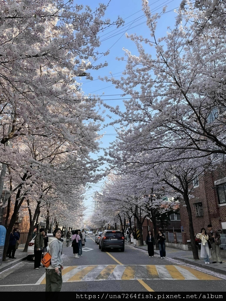 ★春天來韓國賞你一個首爾新賞櫻景點☆怎麼拍都好看的望遠市場附