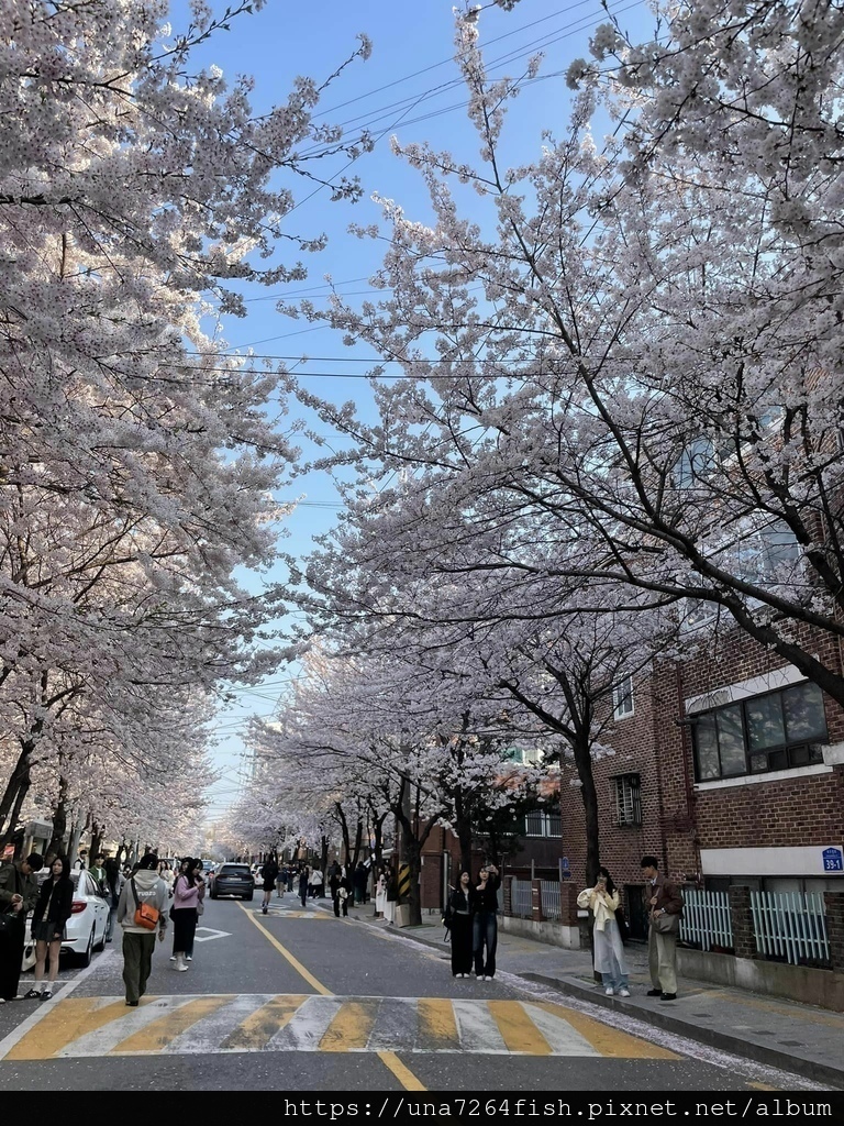 ★春天來韓國賞你一個首爾新賞櫻景點☆怎麼拍都好看的望遠市場附
