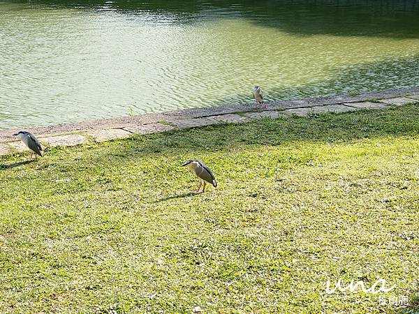 碧湖公園