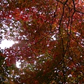 DSCN7145.JPG