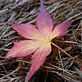 DSCN7230.JPG
